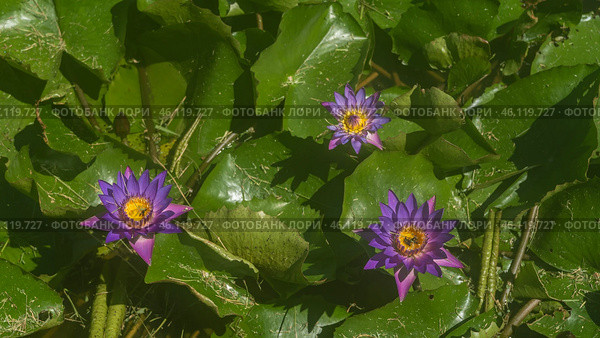 Beautiful purple flowering water lilies. Insects are visible on the yellow stamens in the center of the flowers. Green leaves. Top view. Malaysia. Стоковое фото, фотограф Вера Ивановна Кубарева / Фотобанк Лори