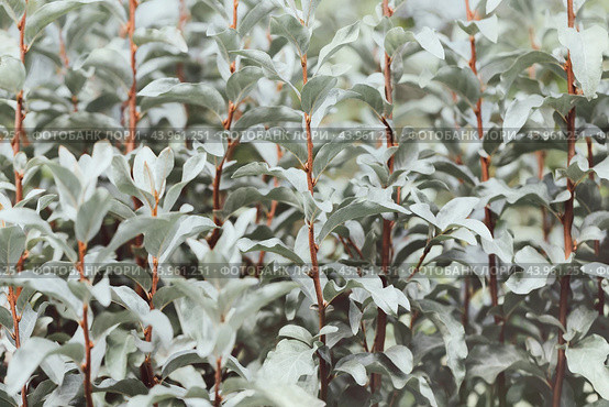 Beautiful silver leaf background or texture. Silverberry, rabbitberry, wolf willow garden tree. Garden ornamental shrub elaeagnus commutata. Стоковое фото, фотограф Марина Багрова / Фотобанк Лори