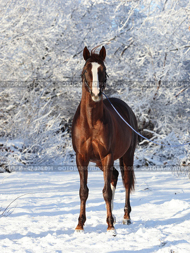 Beautiful sports horse walks in winter ranch. Красивая спортивная лошадь гуляет на зимнем ранчо. Стоковое фото, фотограф Михаил Кондрашов / Фотобанк Лори