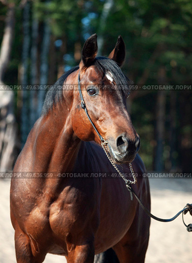 Beautiful Trakehner stallion posing near pine forest. Стоковое фото, агентство Ingram Publishing / Фотобанк Лори
