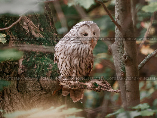 Beautiful Ural Owl, Strix uralensis. Стоковое фото, фотограф Ольга Сергеева / Фотобанк Лори