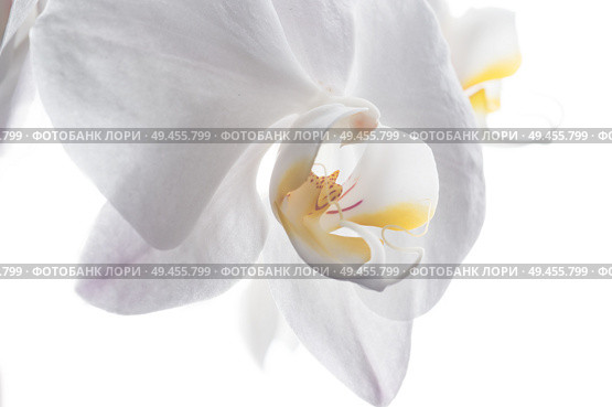 Beautiful White Orchid Flower around white background. close up. Стоковое фото, агентство Ingram Publishing / Фотобанк Лори