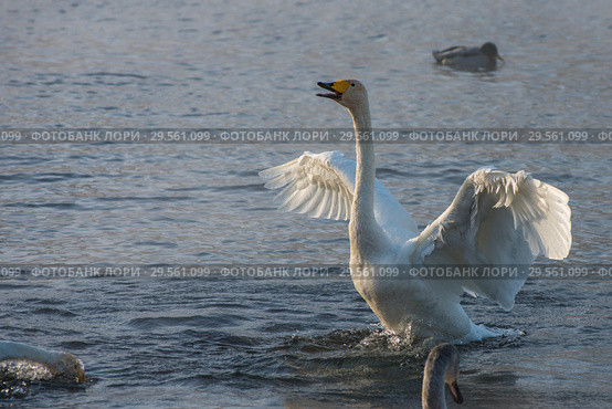 Beautiful white whooping swans. Стоковое фото, фотограф Jan Jack Russo Media / Фотобанк Лори