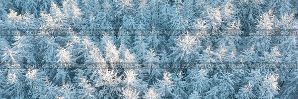 Beautiful winter forest landscape. Top view of snow-covered larch trees. Frozen trees in the snow. Aerial view of amazing northern nature. Cold snowy winter weather. Cold snap. Panoramic background. Стоковое фото, фотограф Андрей Степанов / Фотобанк Лори