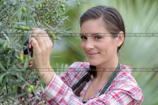 beautiful woman pruning olive tree. Стоковое фото, агентство Ingram Publishing / Фотобанк Лори