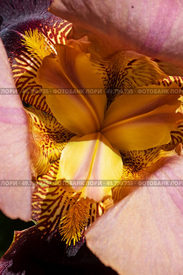 beautiful yellow core of Burgundy  Iris flower  at sunny day. close up. . Стоковое фото, агентство Ingram Publishing / Фотобанк Лори
