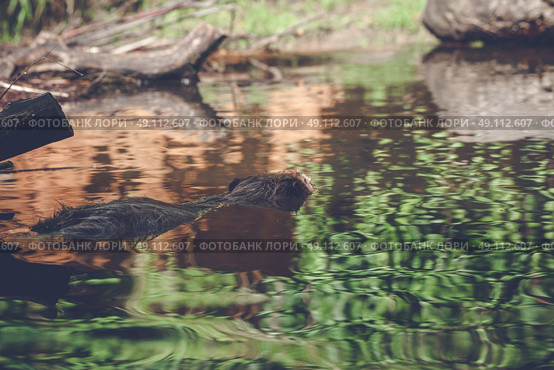 Beaver swimming in a lake with lots of wood. Стоковое фото, агентство Ingram Publishing / Фотобанк Лори