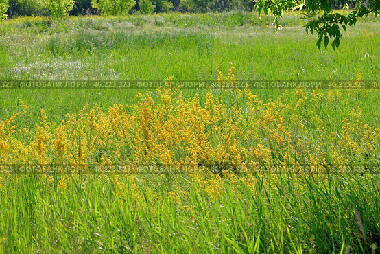 Bedstraw is a genus of annual, biennial and perennial herbaceous plants of the Rubiaceae family. Стоковое фото, фотограф Володина Ольга / Фотобанк Лори