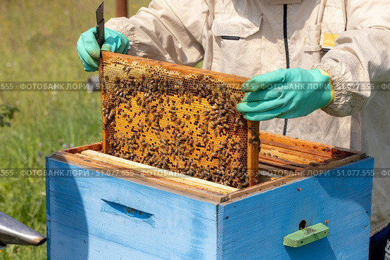 Beekeeper wearing a protective suit tending to beehives ensuring the well-being of the bees. Honey bees flying into wooden beehives. Стоковое фото, фотограф Андрей Армягов / Фотобанк Лори