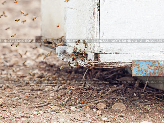 Bees flying at  hive entrance. close up. Стоковое фото, агентство Ingram Publishing / Фотобанк Лори