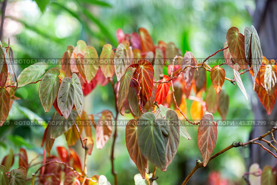 Begonia Dietrichiana. Стоковое фото, фотограф Юлия Бабкина / Фотобанк Лори