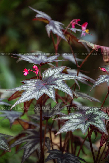 Begonia 'Little Brother Montgomery' Стоковое фото, фотограф Юлия Бабкина / Фотобанк Лори