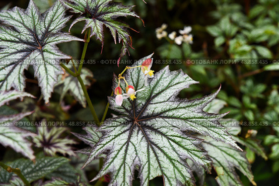 Begonia solimutata with green textured leaves and small pink flowers, a tropical flowering plant native to northern Brazil, grown for decoration. Стоковое фото, фотограф Татьяна Терехина / Фотобанк Лори