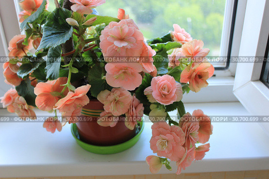 Бегония клубневая (Begonia tuberhybrida) на подоконнике. Стоковое фото, фотограф Елена Орлова / Фотобанк Лори