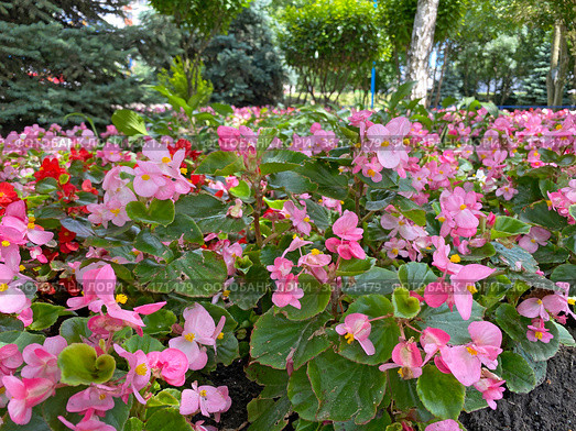 Бегония вечноцветущая (Begonia semperflorens) Стоковое фото, фотограф Мария Кылосова / Фотобанк Лори