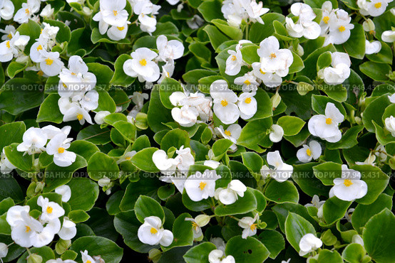 Бегония вечноцветущая (Begonia semperflorens Link & Otto)  с белыми цветками. Стоковое фото, фотограф Ирина Борсученко / Фотобанк Лори