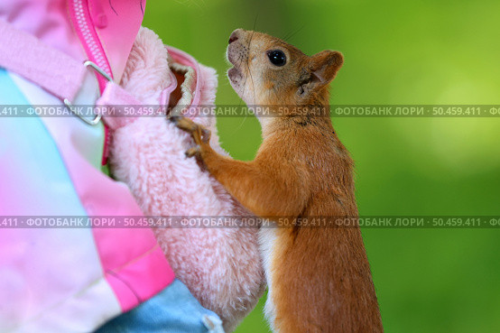 Белка Sciurus vulgaris. Белка выпрашивает еду у человека. Стоковое фото, фотограф Александр Тарасенков / Фотобанк Лори
