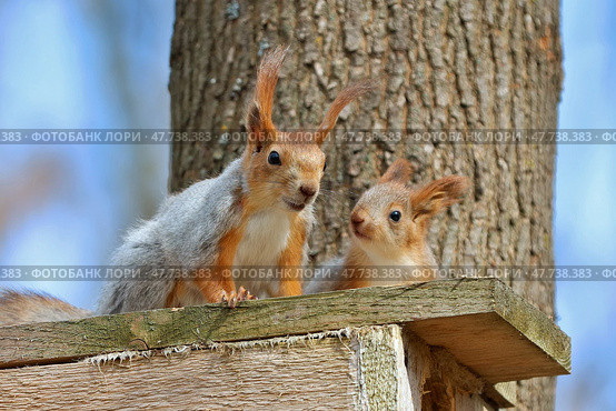 Белки Sciurus vulgaris. Мама с малышом. Стоковое фото, фотограф Александр Тарасенков / Фотобанк Лори