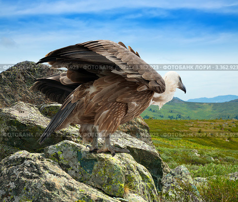 Белоголовый сип (Gyps fulvus) сидит на скале. Стоковое фото, фотограф Яков Филимонов / Фотобанк Лори