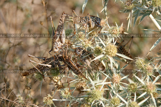 Белолобые кузнечики (Decticus albifrons) Стоковое фото, фотограф Щеголева Ольга / Фотобанк Лори
