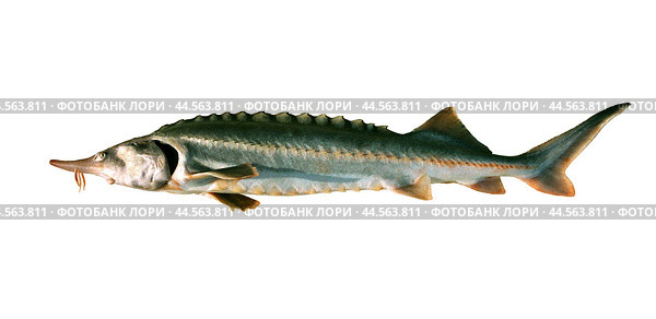Белуга на изолированном фоне ( Huso huso (Linnaeus, 1758) ) - промысловая проходная рыба Волго-Каспийского бассейна. Стоковое фото, фотограф Павел Просянов / Фотобанк Лори