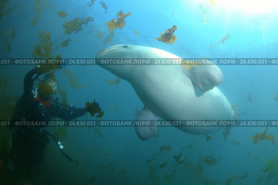 Beluga whale or white whale (Delphinapterus leucas) Sea of Japan. Стоковое фото, фотограф Некрасов Андрей / Фотобанк Лори