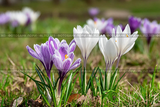 Белые и сиреневые цветы крокуса. Шафран весенний (Crocus vernus). Крупный план. Стоковое фото, фотограф Лариса Гордеева / Фотобанк Лори