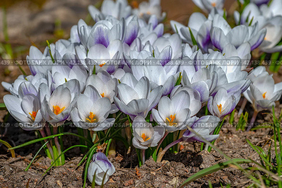 Белые крокусы (Crocus vernus) крупным планом. Стоковое фото, фотограф Анна Карасева / Фотобанк Лори