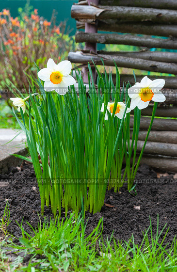 Белые нарциссы на фоне плетенного забора (лат. Narcissus) Стоковое фото, фотограф Зобков Юрий / Фотобанк Лори