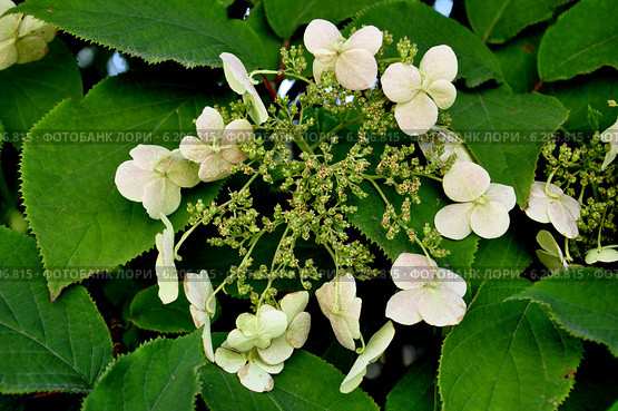 Белые цветы гортензии Бретшнейдера (Hydrangea bretschneideri Dipp.) Стоковое фото, фотограф Владимир Кошарев / Фотобанк Лори