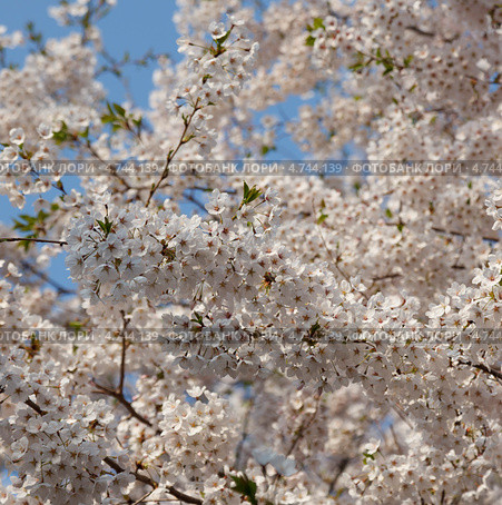 Белые цветы японской сакуры ( Prunus serrulata ) на фоне голубого неба. (квадрат) Стоковое фото, фотограф Ольга Липунова / Фотобанк Лори