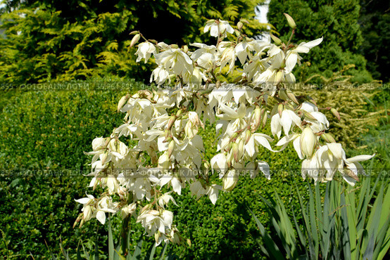 Белые цветы юкки нитчатой (Yucca filamentosa L.) Стоковое фото, фотограф Ирина Борсученко / Фотобанк Лори
