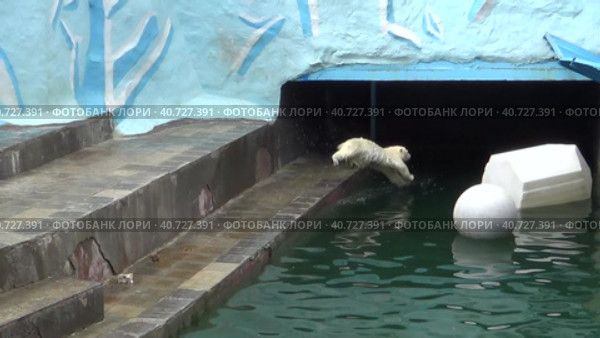 Белый медвежонок ныряет в воду в Новосибирском зоопарке. Стоковое видео, видеограф Anna Shtrekalkina / Фотобанк Лори