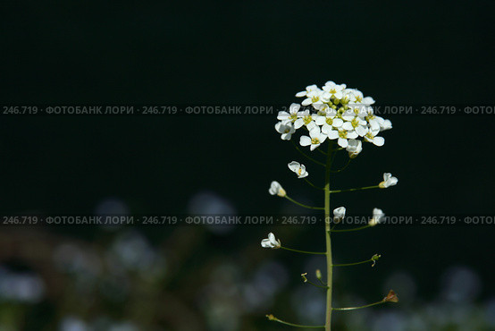 Белый полевой цветок. Стоковое фото, фотограф Demyanyuk Kateryna / Фотобанк Лори