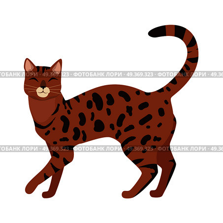 Bengal cat breed. Cute spotted, cat walking with raised tail flat vector illustration isolated on white background. Purebred pet. Domestic friend and companion animal. For pet shop ad, hobby concept. Bengal Cat Vector Flat Design Illustration. Стоковая иллюстрация, агентство Ingram Publishing / Фотобанк Лори