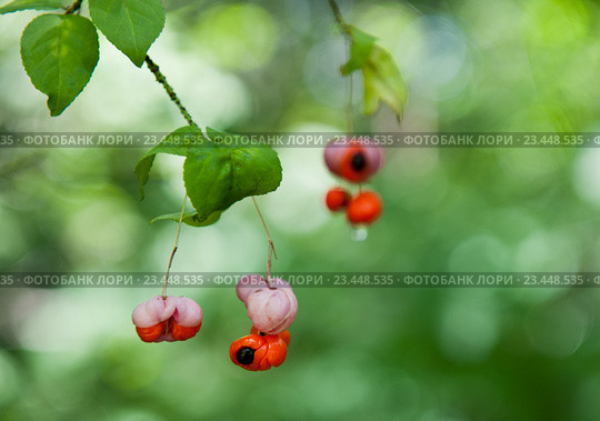 Бересклет бородавчатый (Euonymus verrucosus) Стоковое фото, фотограф E. O. / Фотобанк Лори