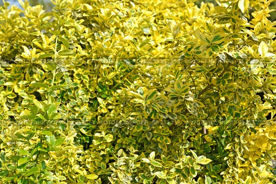 Бересклет Форчуна, сорт Sunshine  (Euonymus fortunei). Фон. Стоковое фото, фотограф Ирина Борсученко / Фотобанк Лори