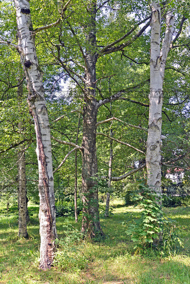 Берёза бумажная (Betula papyrifera Marshall). Групповая посадка в парке. Стоковое фото, фотограф Ирина Борсученко / Фотобанк Лори