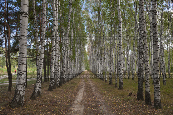 Березовая аллея. Стоковое фото, фотограф Иван Сазыкин / Фотобанк Лори