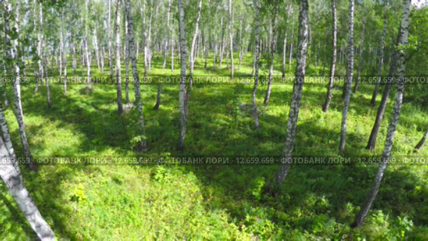 Березовая роща летом. Стоковое видео, видеограф Михаил Коханчиков / Фотобанк Лори