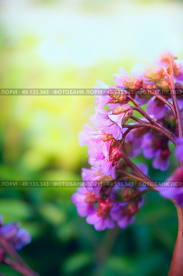 Bergenia.flowers on brurred sunny nature background. Стоковое фото, агентство Ingram Publishing / Фотобанк Лори