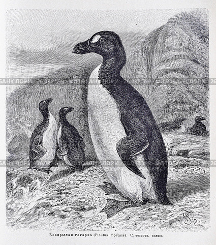 Безкрылая гагарка (Plautus impennis) -  рисунок из книги А. Брэма "Жизнь животных" 1896 г. Стоковая иллюстрация, иллюстратор Вера Смолянинова / Фотобанк Лори