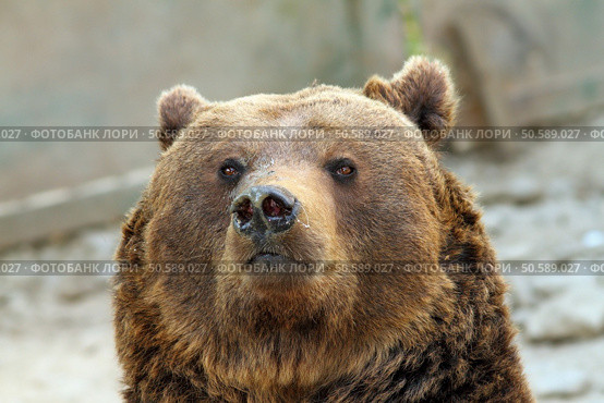 big brown bear portrait ( Ursus arctos ), image taken on captive animal. Стоковое фото, агентство Ingram Publishing / Фотобанк Лори