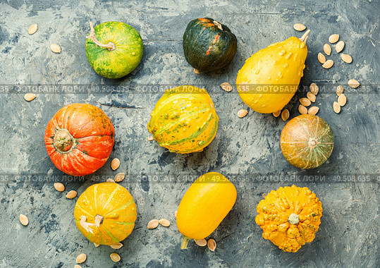Big set of pumpkins.Autumn symbol.Mini pumpkin. Set autumn pumpkins. Стоковое фото, агентство Ingram Publishing / Фотобанк Лори