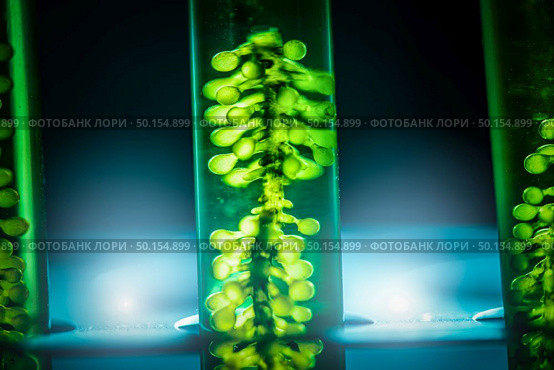 Biofuel research process in laboratory, Microalgae Photobioreactor for alternative energy innovation in Renewable Energy Laboratory. Стоковое фото, агентство Ingram Publishing / Фотобанк Лори