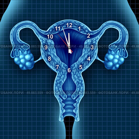 Biological clock ticking concept with a time piece over human uterus and ovaries as a fertility metaphor for the stress of making a baby versus the reproductive age of a woman. Стоковое фото, агентство Ingram Publishing / Фотобанк Лори