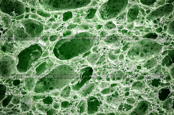 Biological texture. Element of design. Стоковое фото, агентство Ingram Publishing / Фотобанк Лори