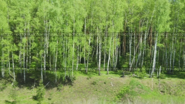 Birch grove in spring. Changing landscape outside window. Bright forest and blue sky. Beauty of wild. Trip by rail. Scenic view from window of tourist train. Стоковое видео, видеограф Ирина / Фотобанк Лори
