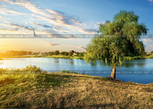 Bird and osier near river at the sunset. Стоковое фото, агентство Ingram Publishing / Фотобанк Лори