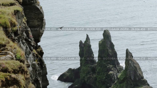 Bird colony on the cliffs, Iceland, a panorama. Стоковое видео, видеограф Юлия Колтырина / Фотобанк Лори